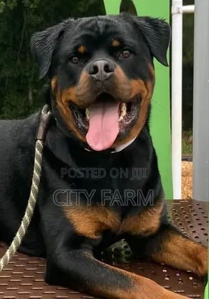 3-6 months Female Purebred Rottweiler