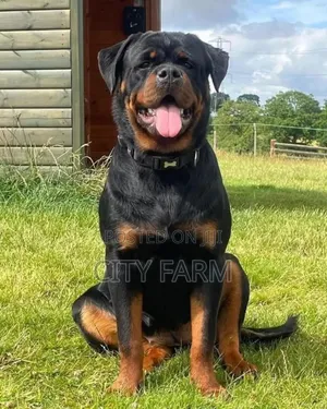 1-3 months Male Purebred Rottweiler