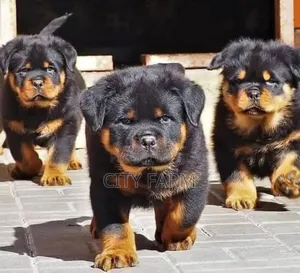 1-3 months Male Purebred Rottweiler