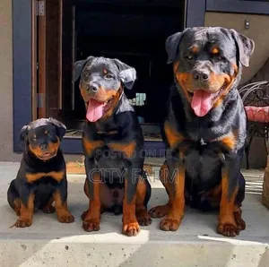 1-3 months Male Purebred Rottweiler