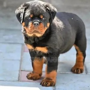 1-3 months Male Purebred Rottweiler