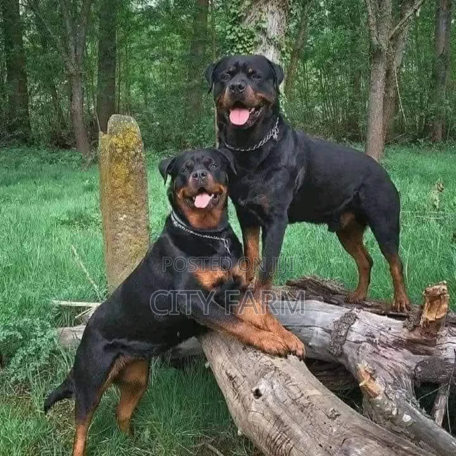 1-3 months Female Purebred Rottweiler