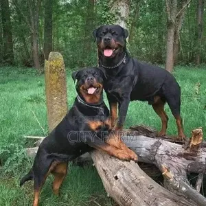 1-3 months Female Purebred Rottweiler