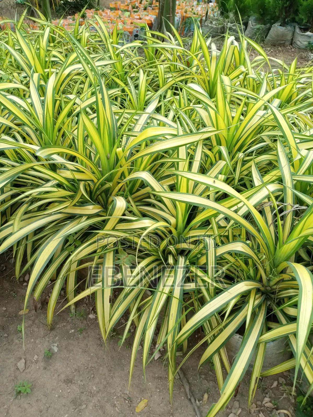 Pandanus Flower