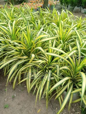 Pandanus Flower