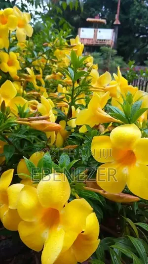 Alumenda Flowers