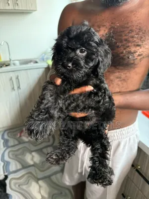 1-3 months Female Purebred Maltese