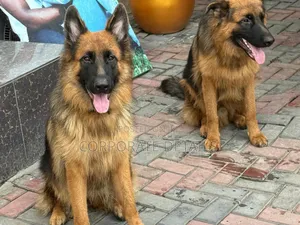 6-12 months Female Purebred German Shepherd