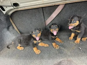 6-12 months Female Purebred Rottweiler