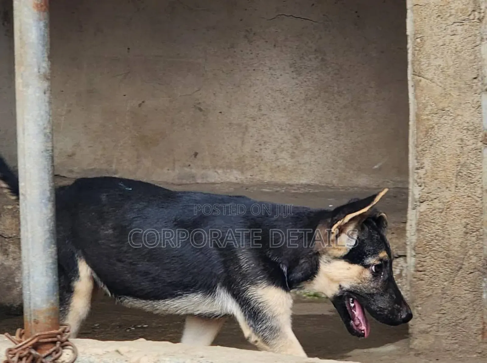 1-3 months Female Purebred German Shepherd