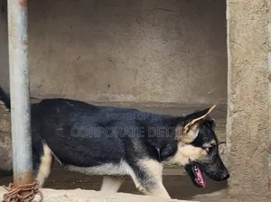 1-3 months Female Purebred German Shepherd