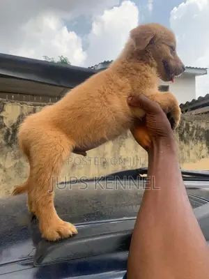 1-3 months Male Purebred Golden Retriever