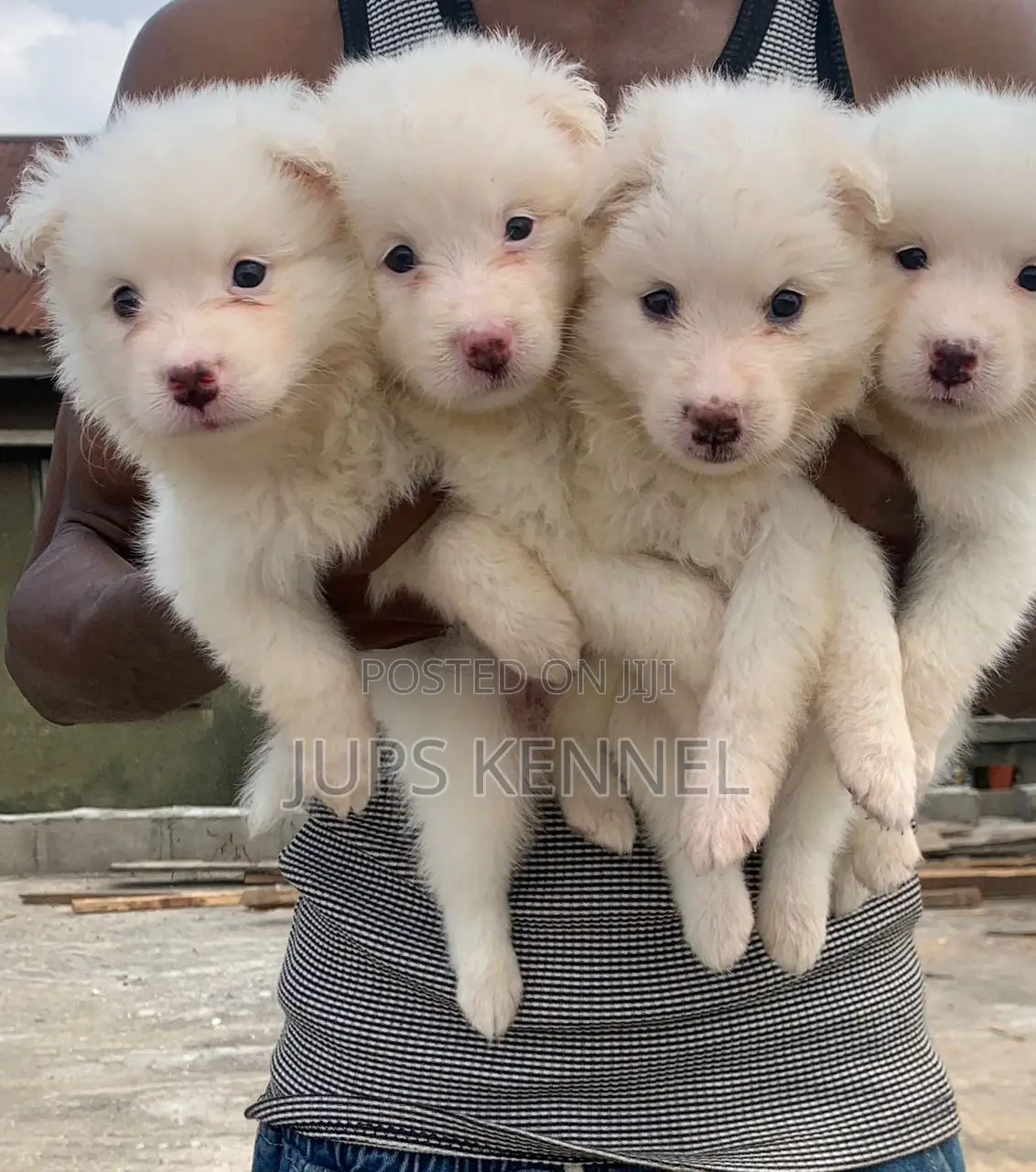 1-3 months Female Purebred American Eskimo