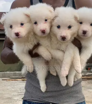 1-3 months Female Purebred American Eskimo