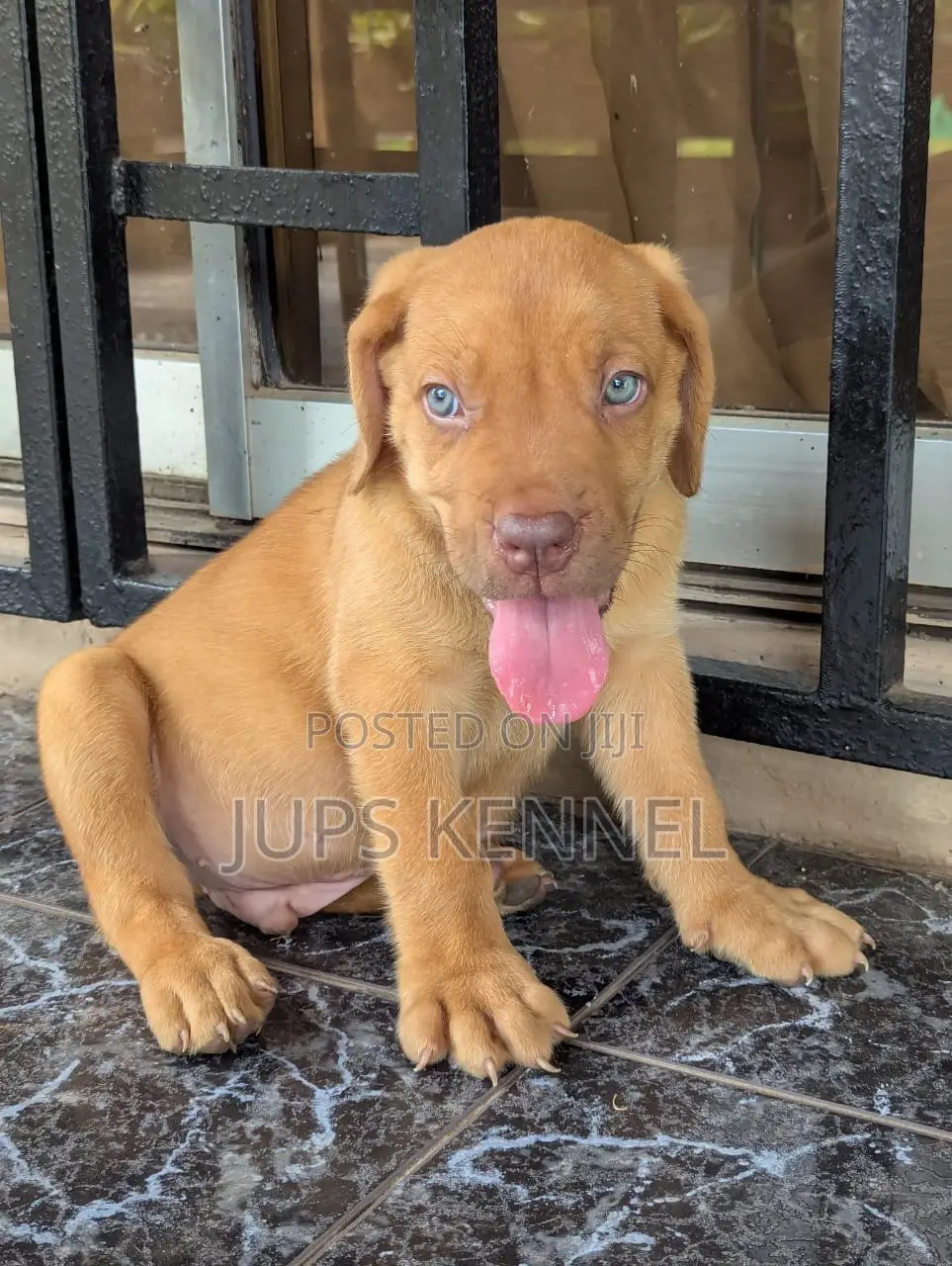 1-3 months Male Purebred Boerboel