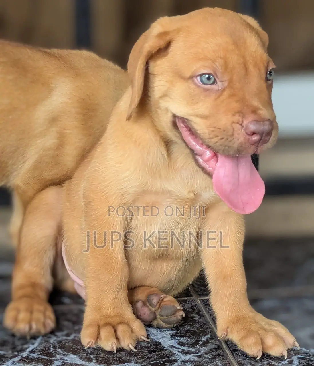 1-3 months Male Purebred Boerboel