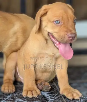 1-3 months Male Purebred Boerboel
