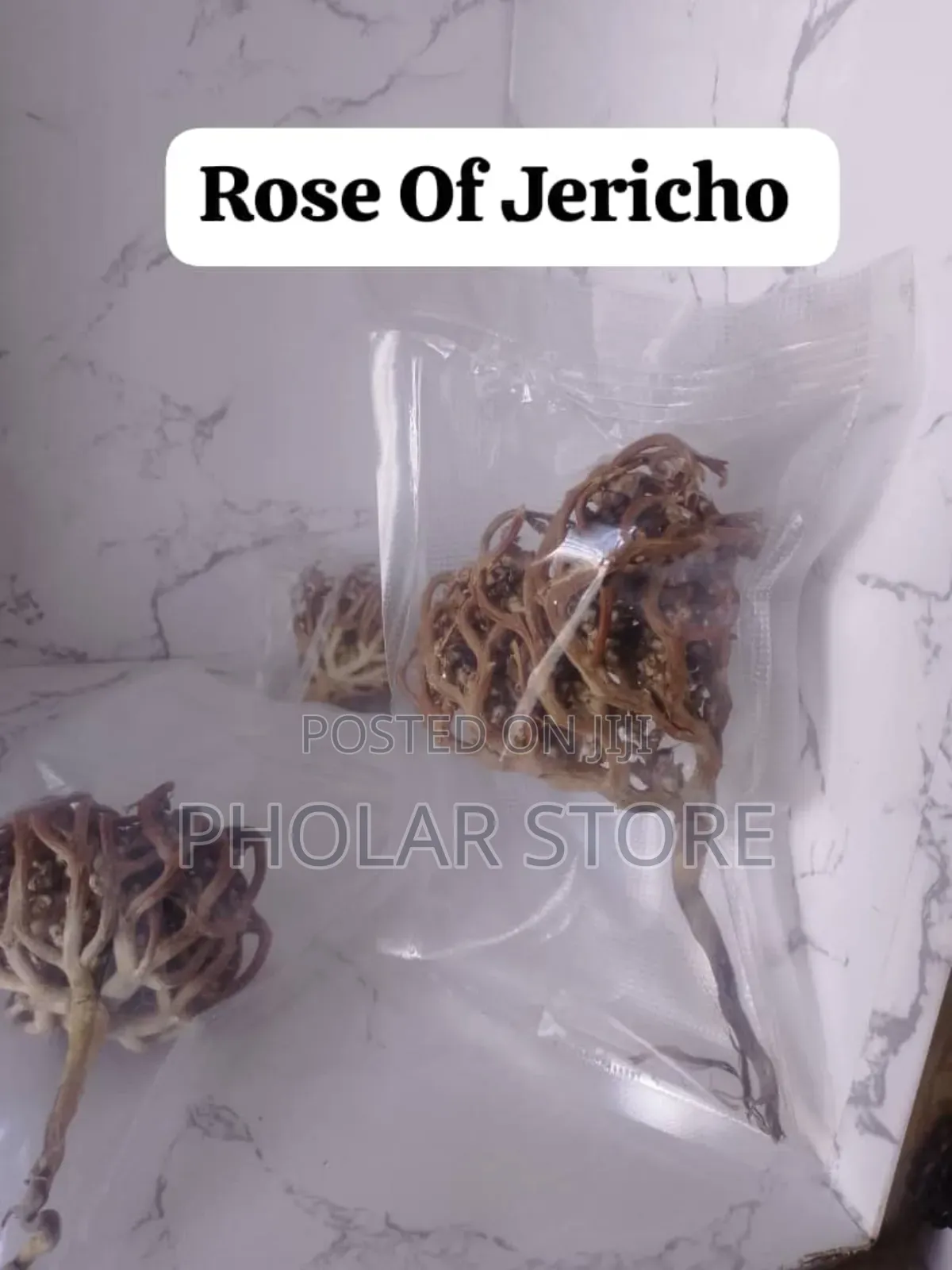 Rose Of Jericho Plant