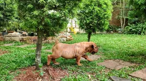 1-3 months Female Purebred Boerboel