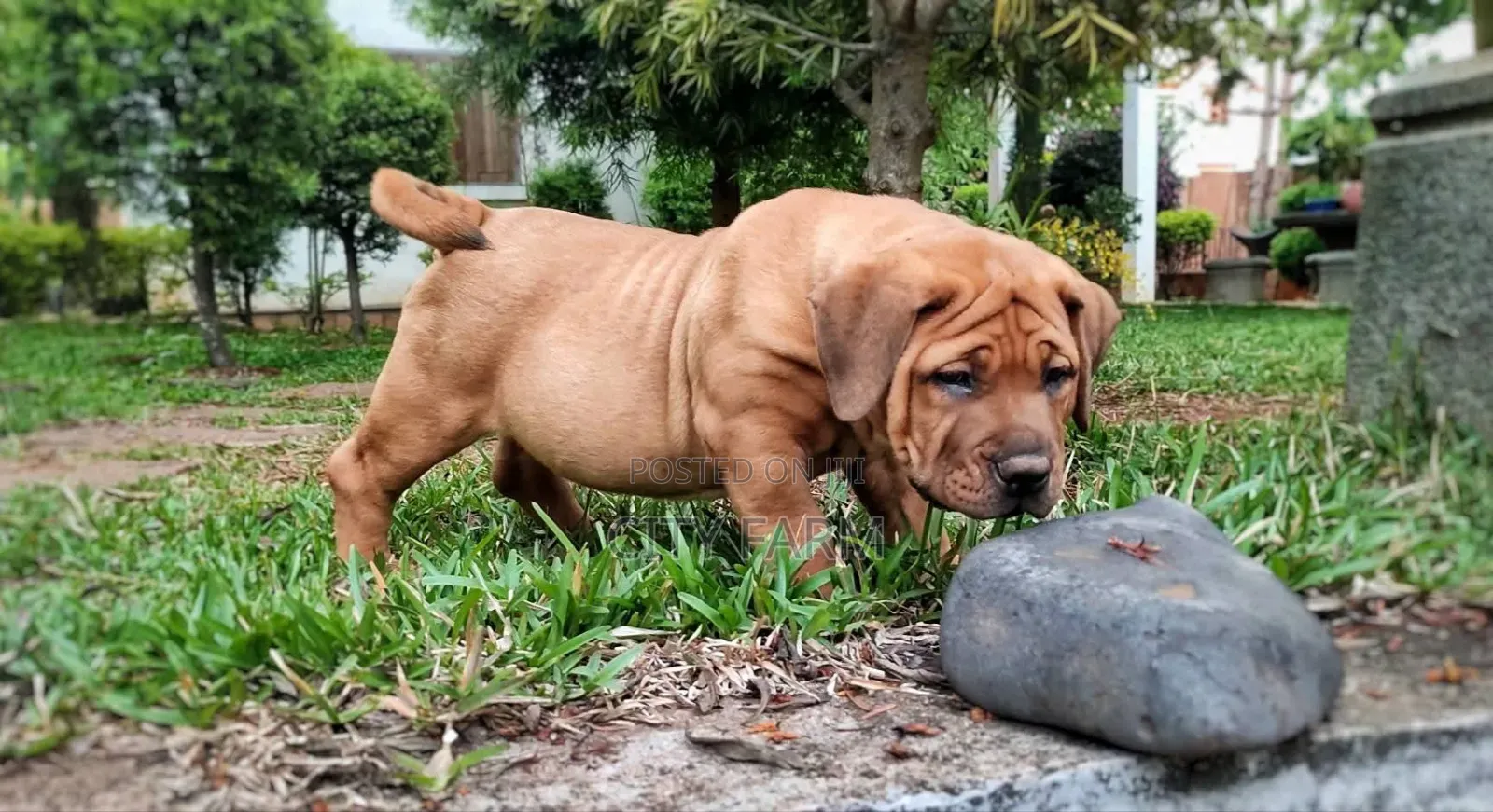 1-3 months Female Purebred Boerboel