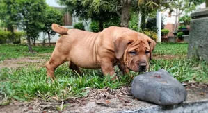 1-3 months Female Purebred Boerboel