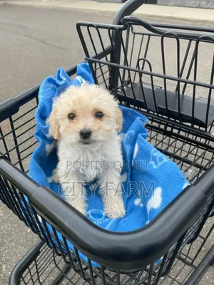 1-3 months Female Purebred Maltese