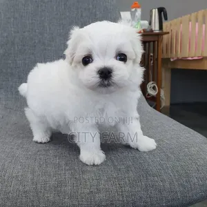 1-3 months Female Purebred Maltese