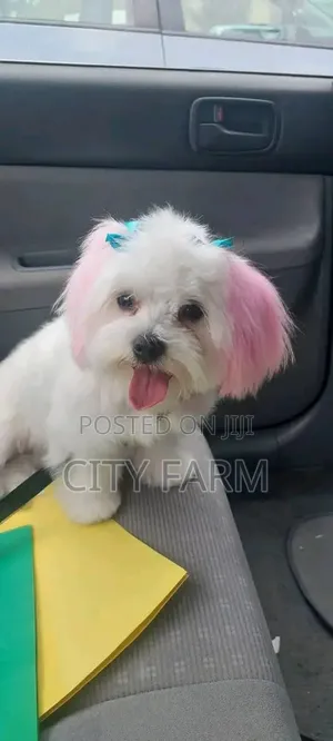 1-3 months Male Purebred Poodle