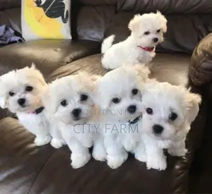 3-6 months Male Purebred Maltese