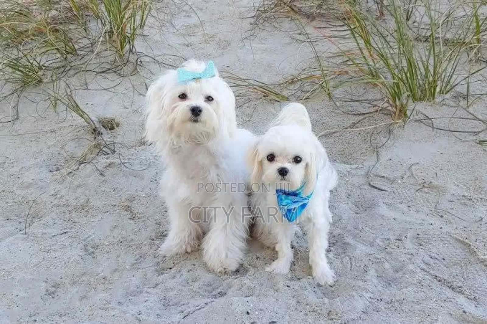 1-3 months Male Purebred Maltese