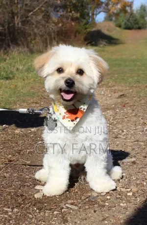 3-6 months Female Purebred Poodle