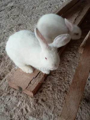 Rabbits for Sale