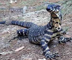 Baby Monitor Lizard