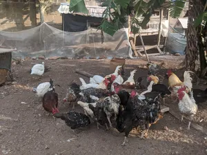 Organic Cocks for Sale