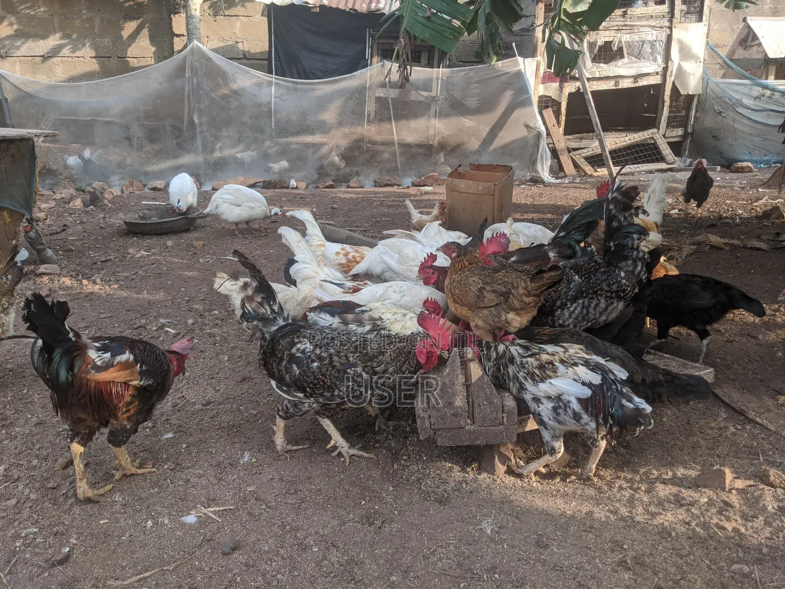 Organic Cocks for Sale