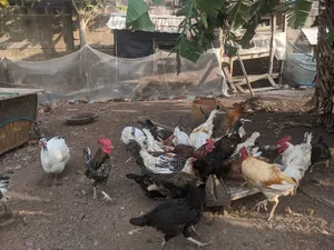 Organic Cocks for Sale