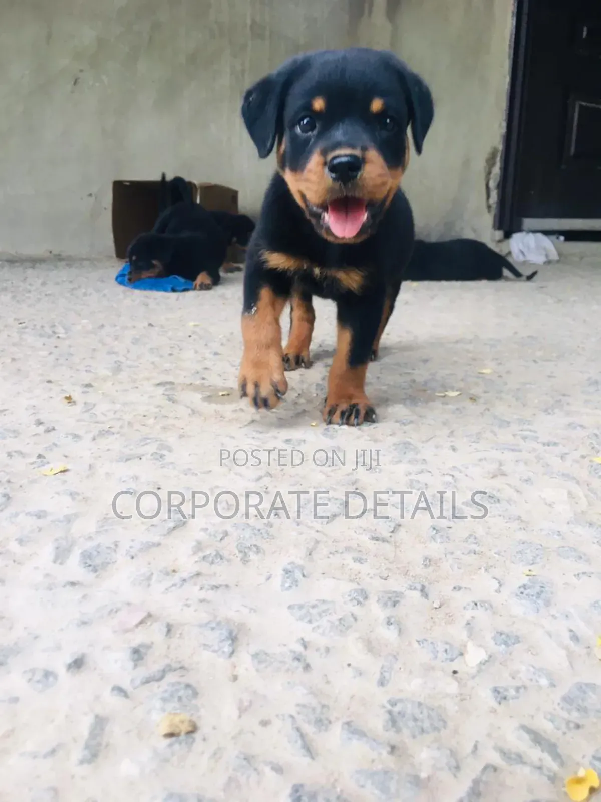 1-3 months Male Purebred Rottweiler
