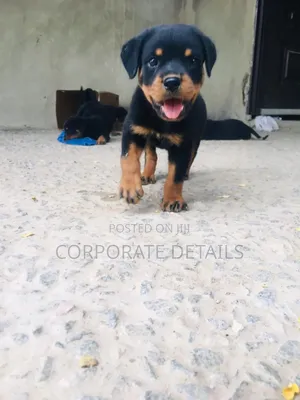 1-3 months Male Purebred Rottweiler