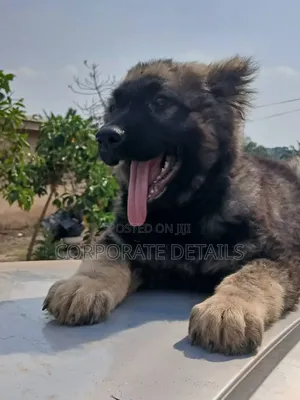 6-12 months Male Purebred Caucasian Shepherd