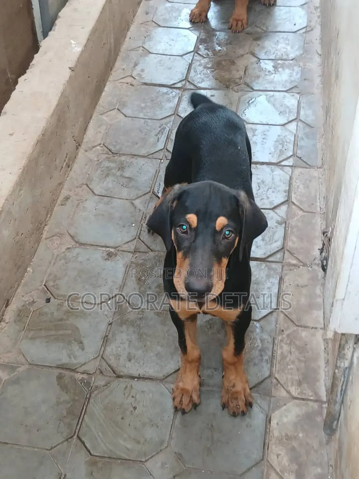 1-3 months Female Purebred Doberman Pinscher