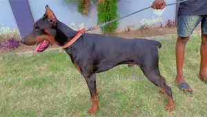 1+ year Male Purebred Doberman Pinscher
