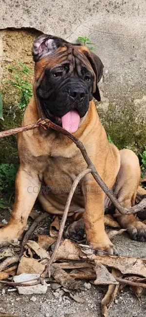 1-3 months Male Purebred Boerboel