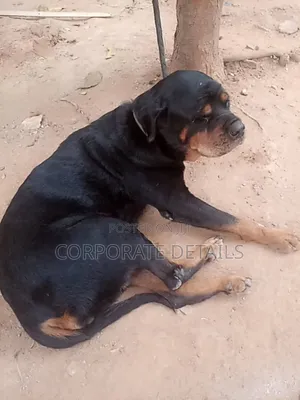 1+ year Female Purebred Rottweiler