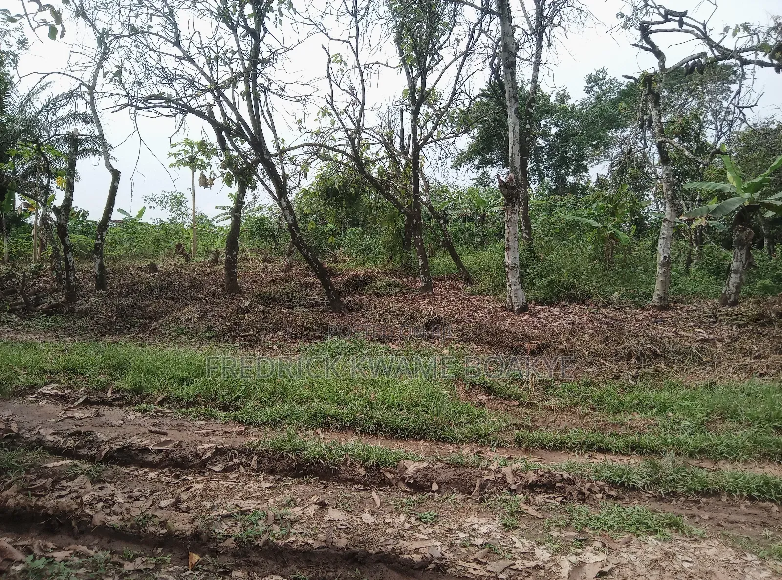 20 Acres of Land for Sale at Abuakwa Atwima Area