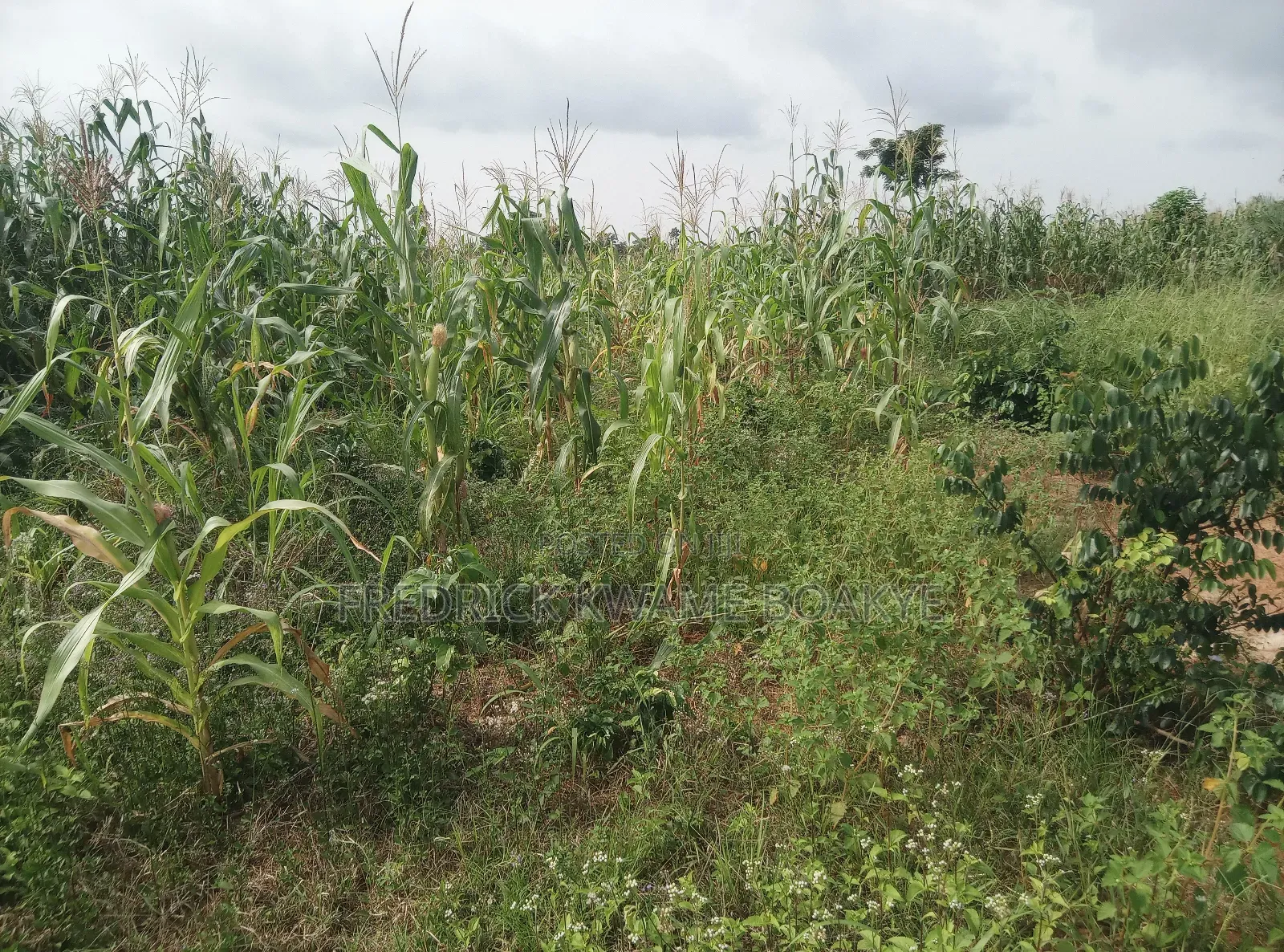 Plot of Land for Sale at Abuakwa Sepase