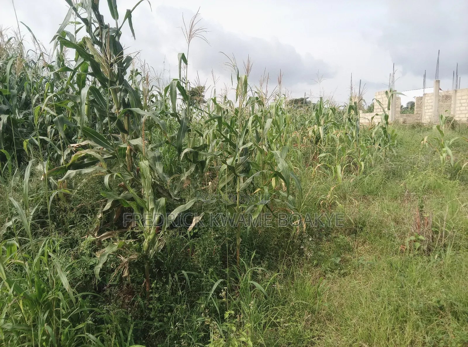 Plot of Land for Sale at Abuakwa Sepase