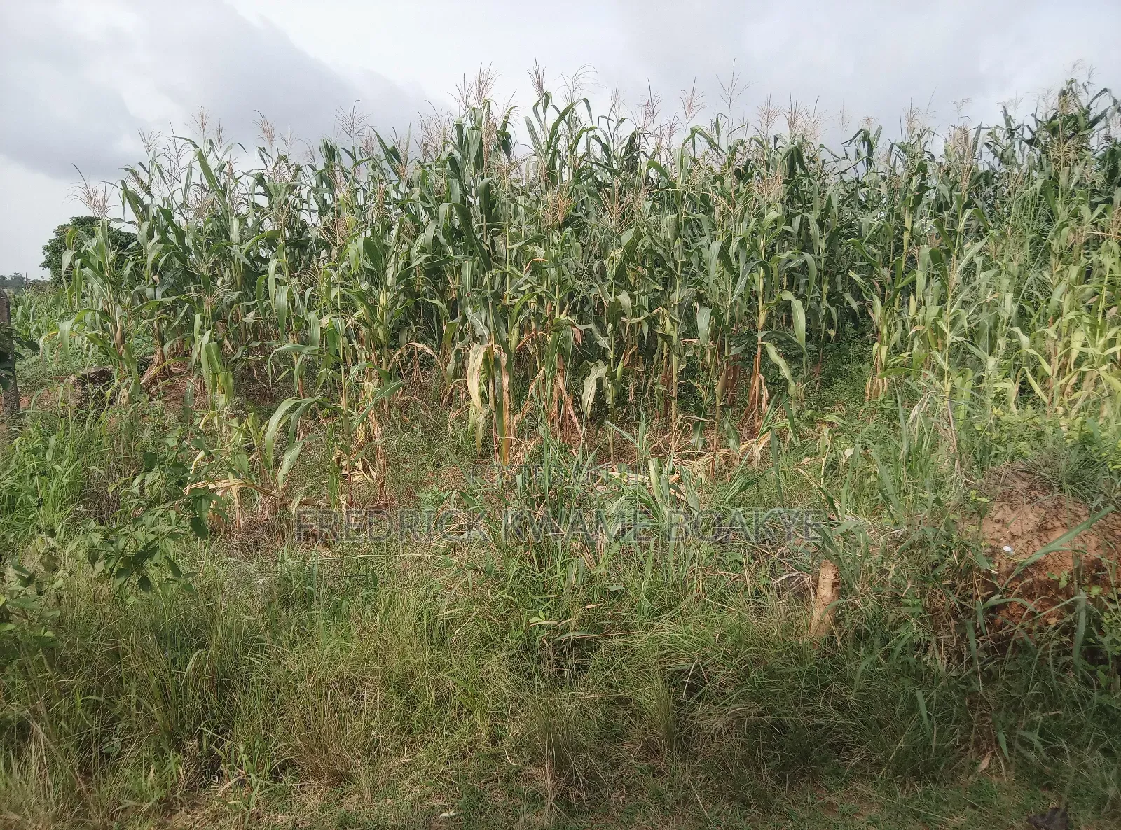 Plot of Land for Sale at Abuakwa Sepase