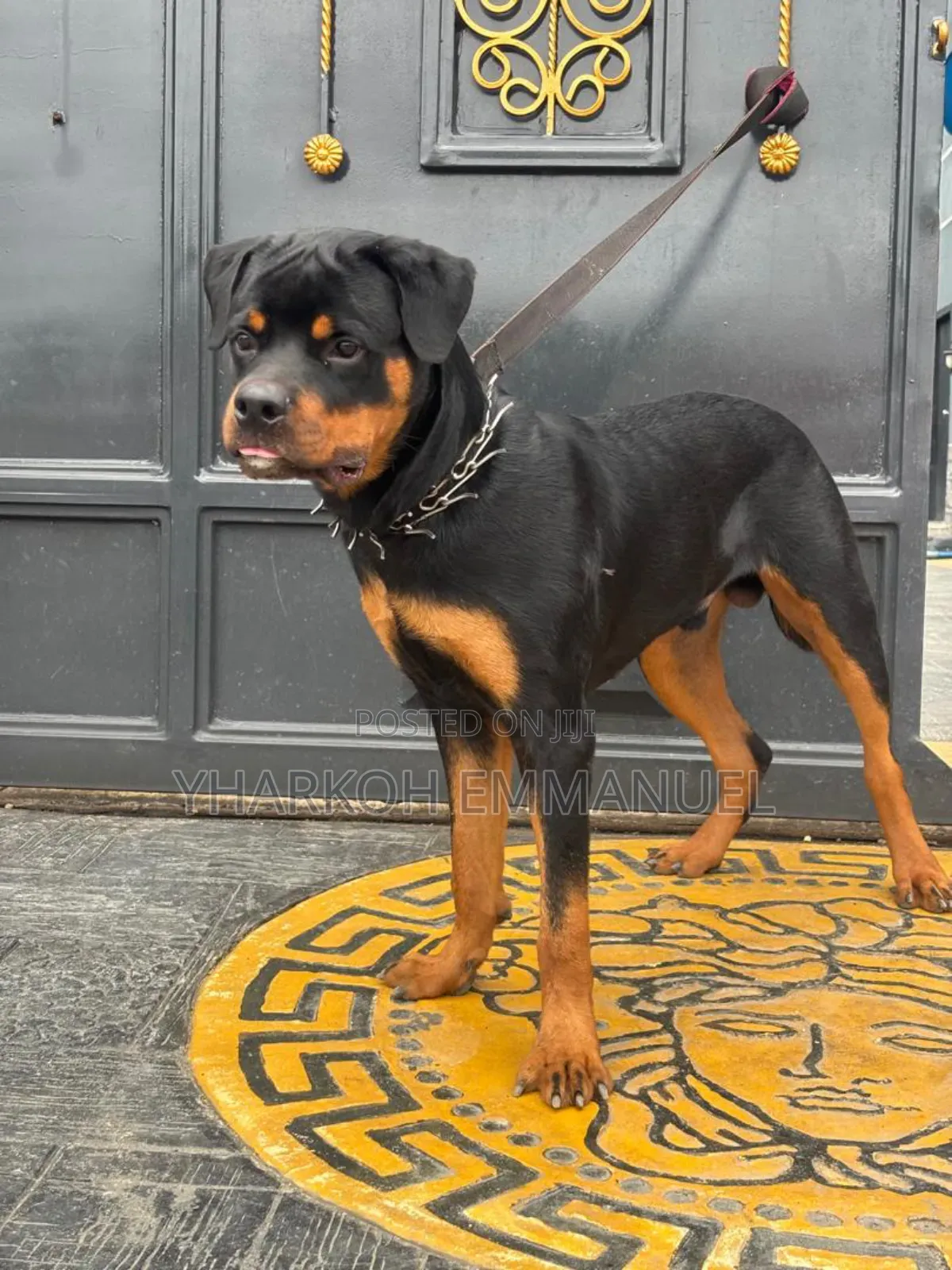 6-12 months Male Purebred Rottweiler