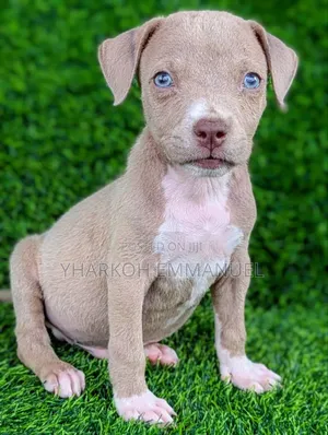 1-3 months Male Purebred American Pit Bull Terrier
