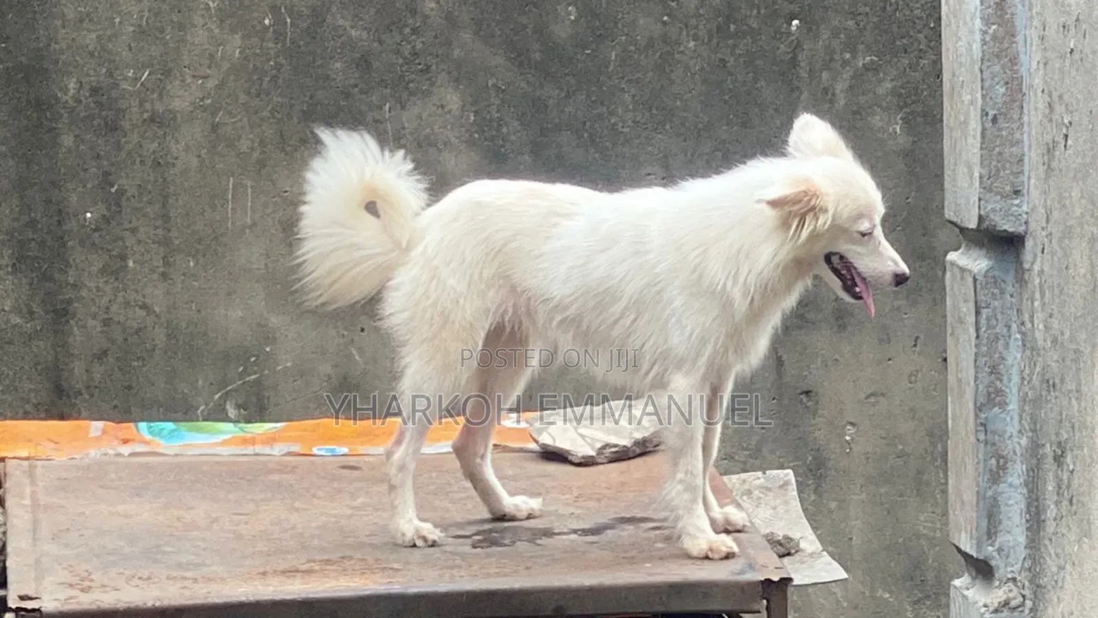 3-6 months Male Purebred American Eskimo
